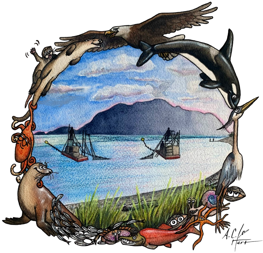 Reefnet fishing, a sustainable fishing method, is a friend to the Orca whales.